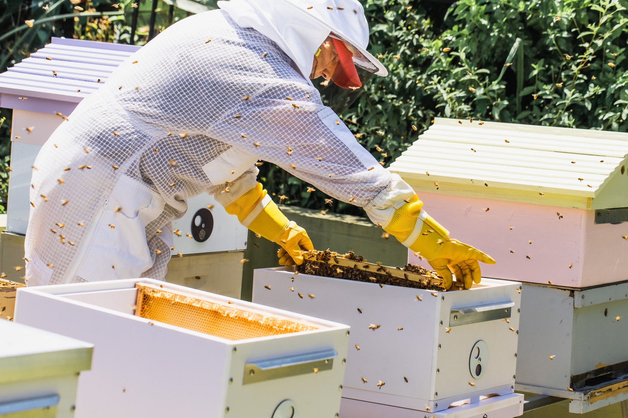Beekeeper